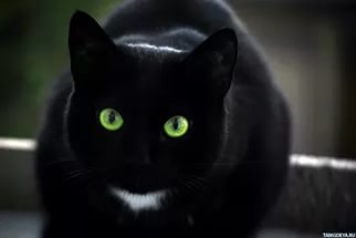 Откуда пошло суеверие про черную кошку, которая дорогу перейдет