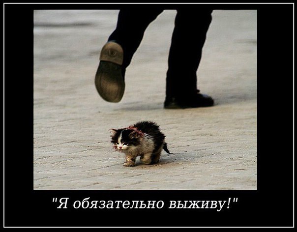 Пять приютов Москвы