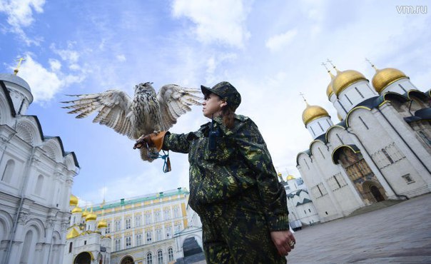 Филин охраняет Кремль от ворон